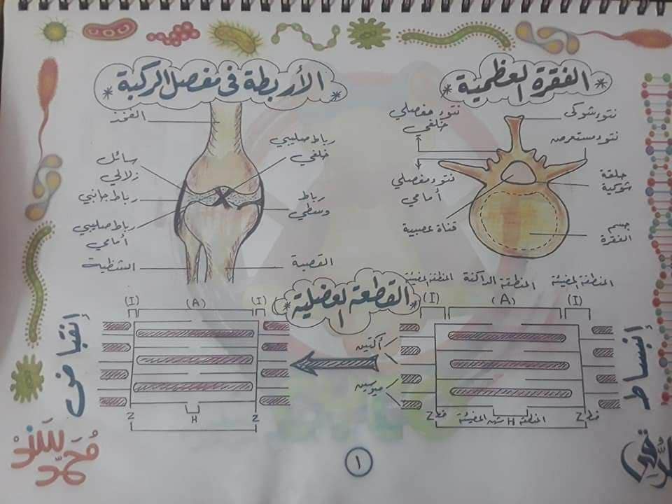 تجميع لكل رسومات الأحياء - للثانوية العامة